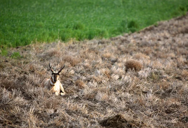 サスカチュワン干し草フィールドで休んでオスのカモシカ — ストック写真