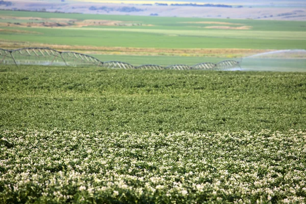 Урожай картофеля поливают в живописном Саскачеване — стоковое фото