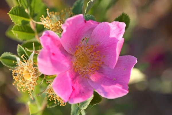 A Prairie Rose in scenic Saskatchewan — Stock Photo, Image