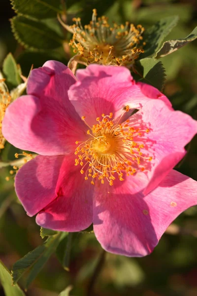 En prairie rose i natursköna saskatchewan — Stockfoto