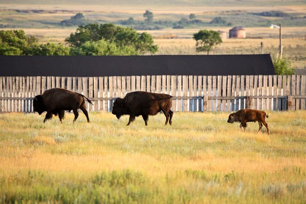 Bison i en betesmark i natursköna saskatchewan — Stockfoto