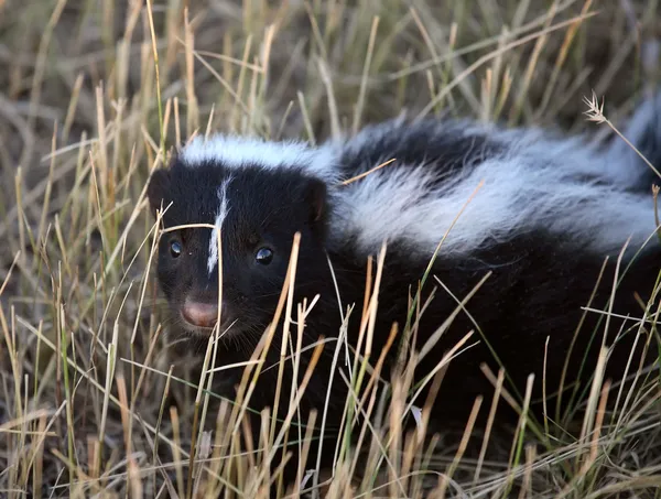 Young skunk in a Saskatchewan roadside ditch — Stock Photo, Image