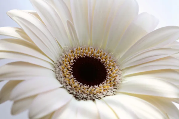 stock image Macro close up of a daisy flower