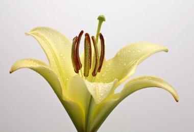 Zambak doğal saskatchewan içinde tam Bloom