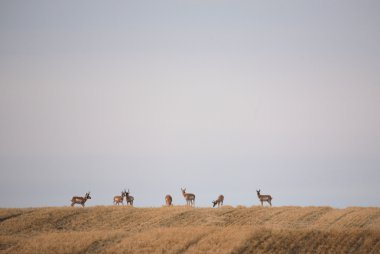 küçük doğal saskatchewan içinde pronghorn antilop sürüsü