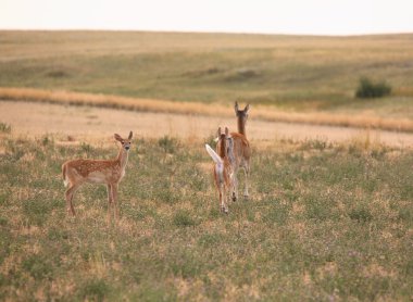 Doe doğal saskatchewan içinde iki fawns ile