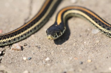 Baby garter snake on a Saskatchewan road clipart