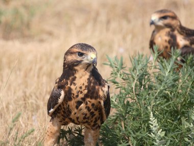 Fledgling hawks on ground in scenic Saskatchewan clipart