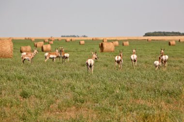 saskatchewan saman alanında antilop sürüsü