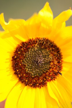 Blanket flower in scenic Saskatchewan