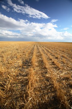 saskatchewan anız alanının üstündeki güzel bulutlar