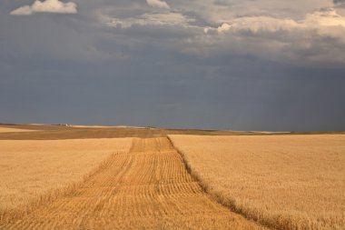 buğday alanları ve doğal saskatchewan içinde fırtına bulutları