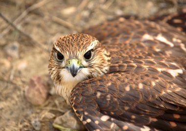 Genç merlin doğal saskatchewan yere yakın çekim