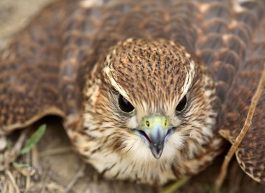 Genç merlin doğal saskatchewan yere yakın çekim