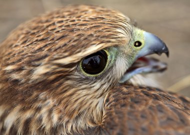 genç, scenic saskatchewan içinde merlin, yakın çekim