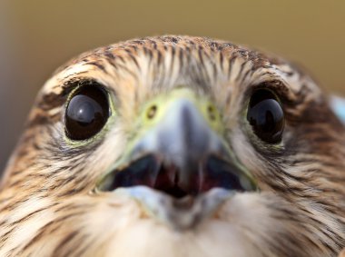 genç, scenic saskatchewan içinde merlin, yakın çekim