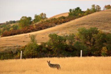 saskatchewan alan genç çakal