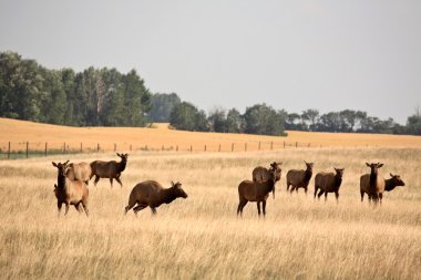 çiftlik elk doğal saskatchewan içinde sürüsü