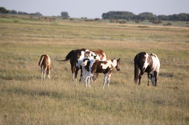 Mares ve saskatchewan arazide foals