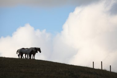 at üzerinde bir artış doğal saskatchewan