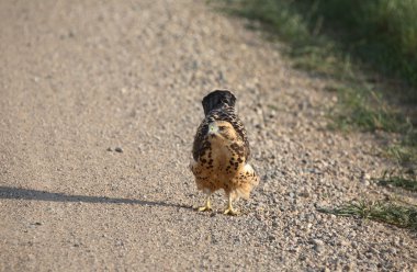 Young hawk on a Saskatchewan country road clipart