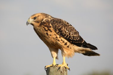 Close up of a young hawk in scenic Saskatchewan clipart