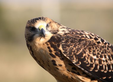 doğal saskatchewan içinde genç bir şahin yakın çekim