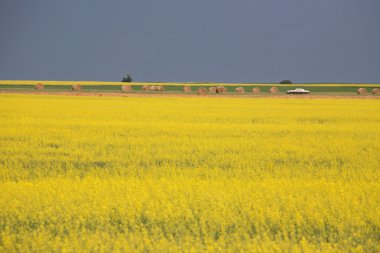 Kanola bitkisel doğal saskatchewan içinde çiçek