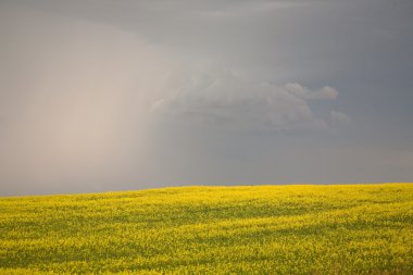 yağmur altında doğal saskatchewan yaklaşıyor