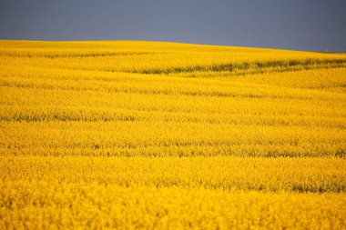 fırtına bulutları saskatchewan kanola ürün üzerinde