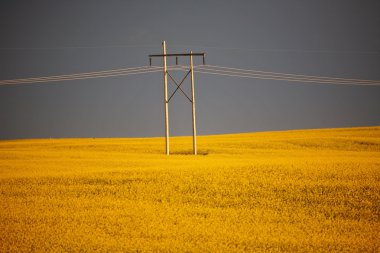 fırtına bulutları saskatchewan kanola ürün üzerinde