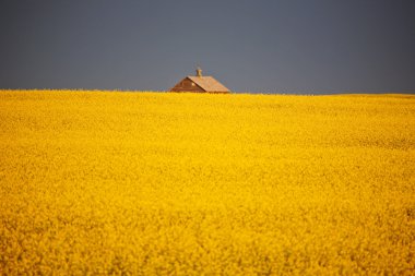 fırtına bulutları saskatchewan kanola ürün üzerinde