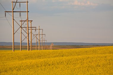 fırtına bulutları saskatchewan kanola ürün üzerinde