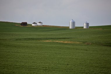 tahıl ürünleri doğal saskatchewan içinde büyüyen