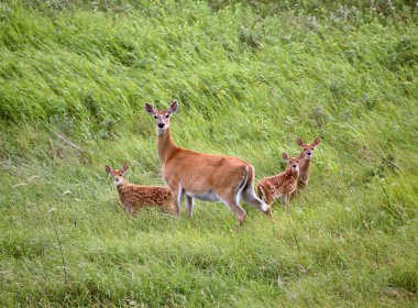 Ak kuyruklu doe saskatchewan alanında üç fawns ile