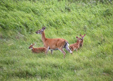 Ak kuyruklu doe saskatchewan alanında üç fawns ile