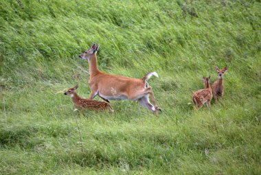 Ak kuyruklu doe saskatchewan alanında üç fawns ile