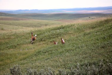 Doe ve iki fawns kaçarken bir satchewan alanda