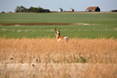 saskatchewan alanında erkek antilop