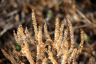 saskatchewan yol kenarına yerleştirilen bir hendekte ölü mor loosestrife bitki