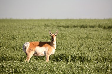 saskatchewan alanındaki bezelye, kadın antilop