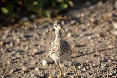 Upland Sandpiper on a Saskatchewan country road clipart