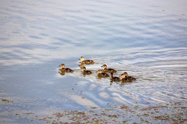 Blue-winged Teal ducklings in a Saskatchewan pond clipart