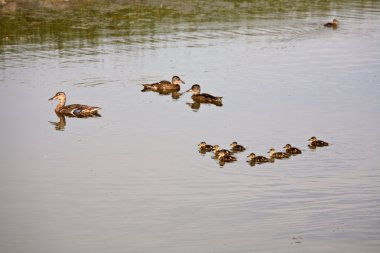 Mavi kanatlı deniz mavisi hen abd ducklings saskatchewan gölet