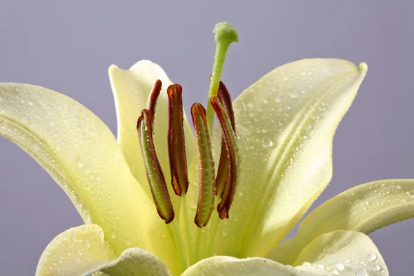 Lilie v plném květu v malebném saskatchewan — Stock fotografie