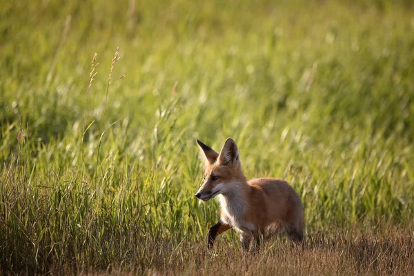 Jovem raposa ao lado de uma estrada Saskatchewan país — Fotografia de Stock