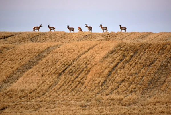 風光明媚なサスカチュワン州プロングホーン アンテロープの小さな群れ — ストック写真