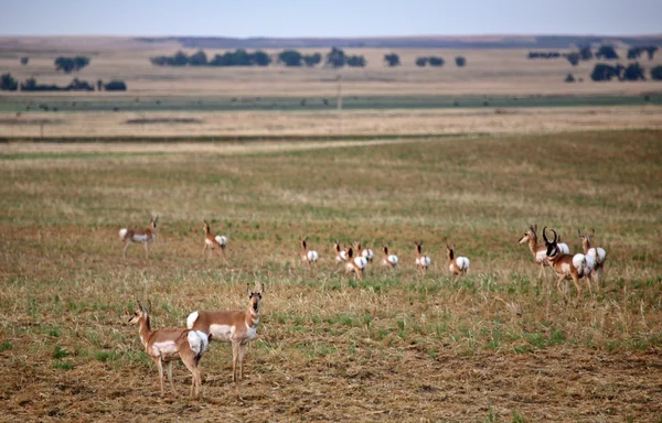Piccola mandria di antilopi Pronghorn nella scenografica Saskatchewan — Foto Stock