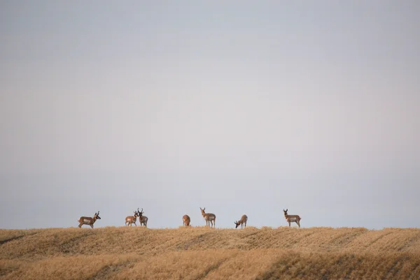 Small herd of Pronghorn Antelopes in scenic Saskatchewan — Stock Photo, Image