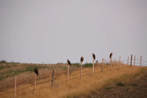 Cinco halcones alineados en postes de valla en el pintoresco Saskatchewan —  Fotos de Stock